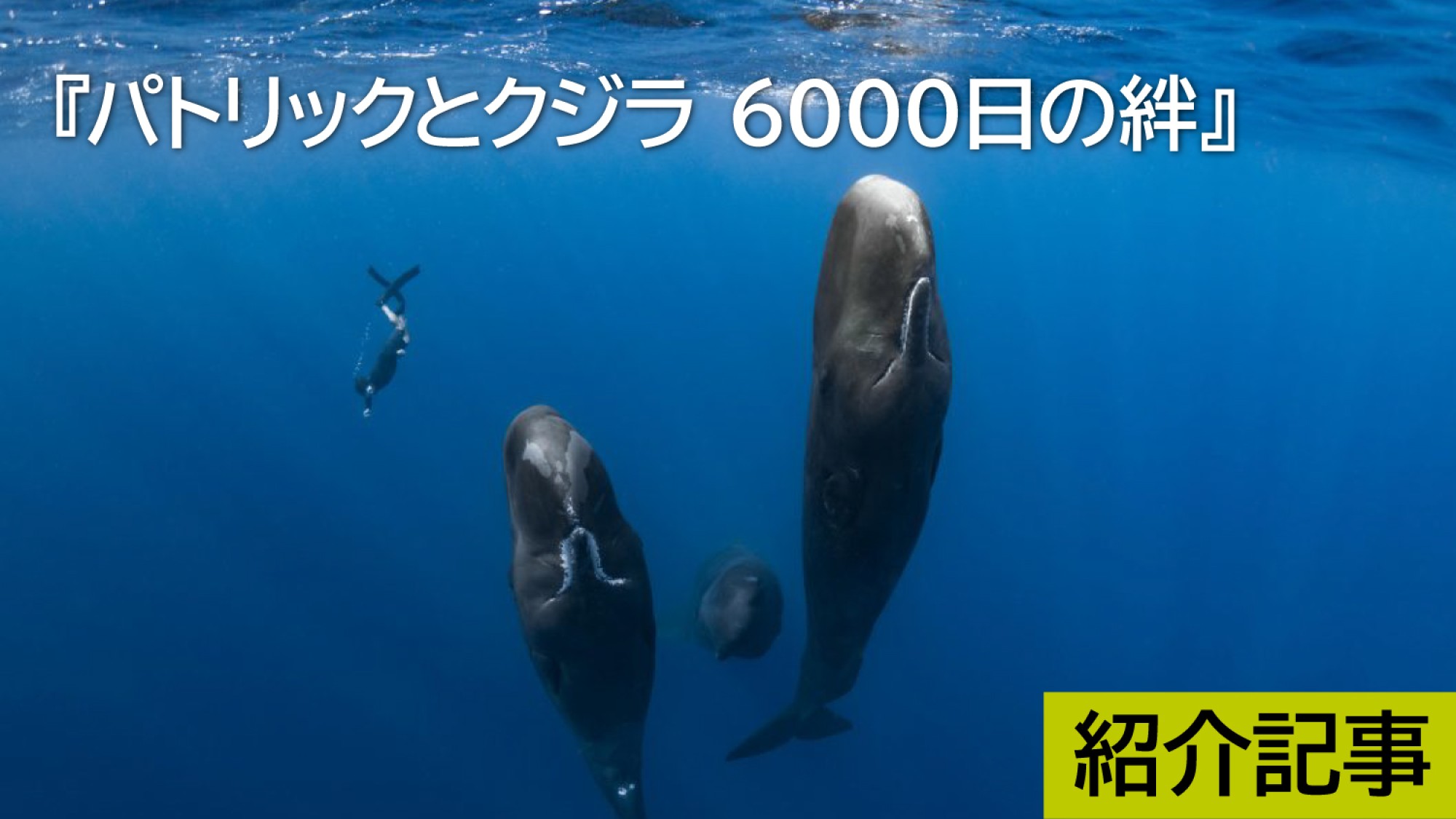 パトリックとクジラ 6000日の絆』公開記念トークイベント レポート｜DICE+